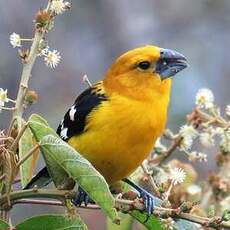 Cardinal à tête jaune