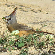 Cardinal vermillon