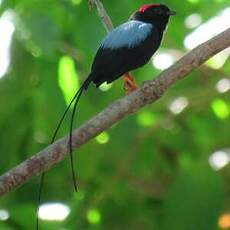 Manakin fastueux