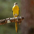 Minivet mandarin