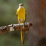 Minivet mandarin