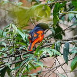 Minivet mandarin