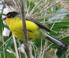 Paruline à cimier jaune