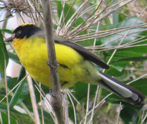 Paruline à cimier jaune