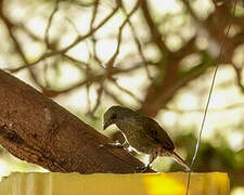 Spotted Honeyguide