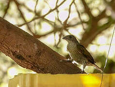 Spotted Honeyguide