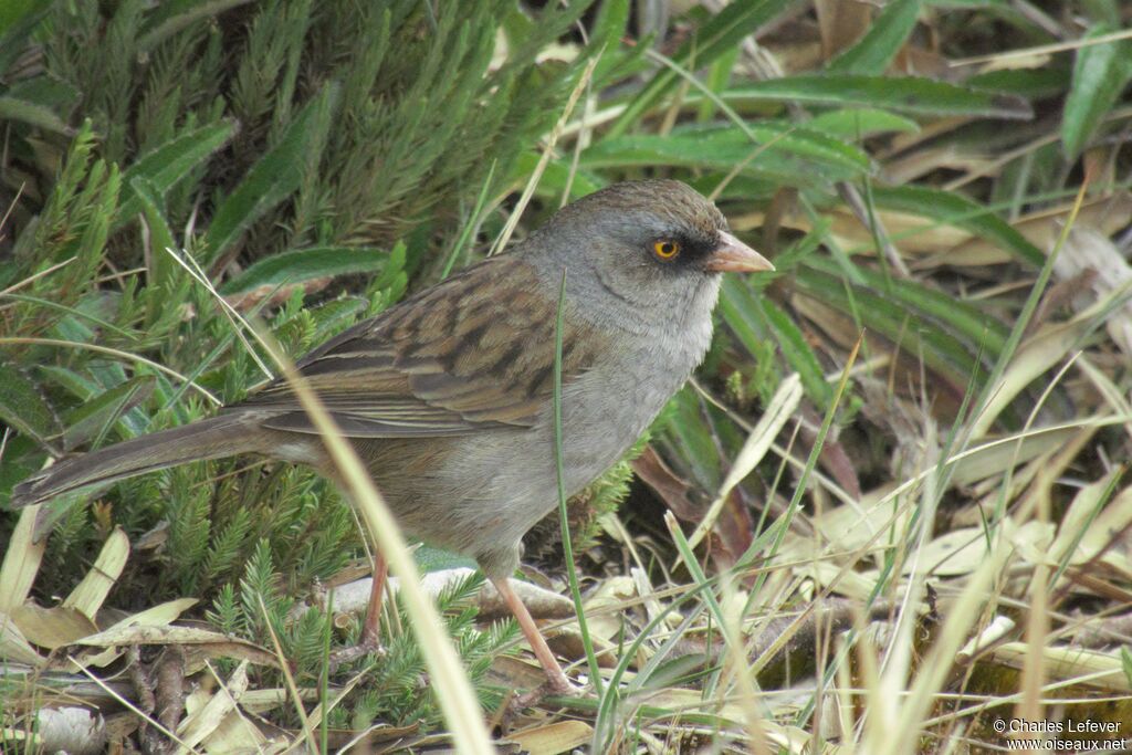 Volcano Juncoadult