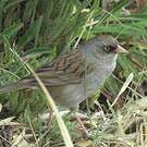 Junco des volcans