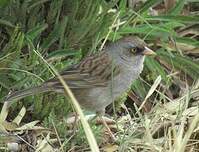 Junco des volcans