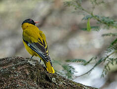 Western Oriole