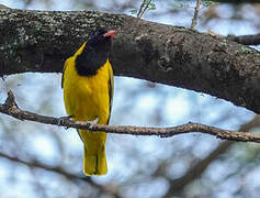 Western Oriole