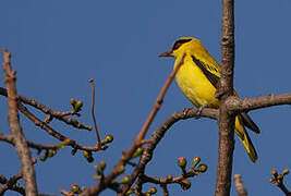 African Golden Oriole