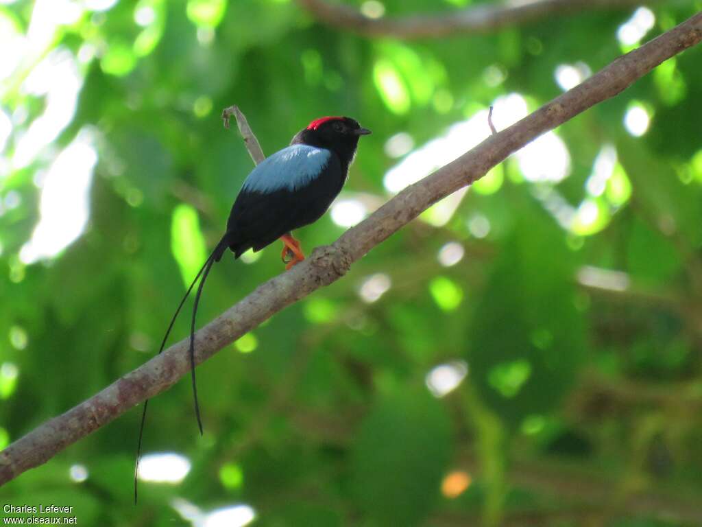 Manakin fastueux mâle adulte, identification