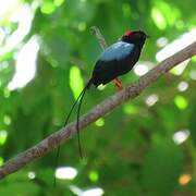 Long-tailed Manakin