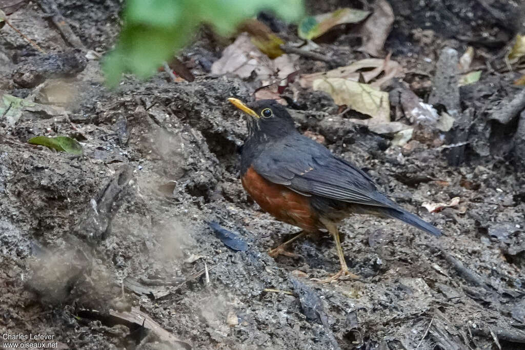 Merle à poitrine noire mâle subadulte, identification