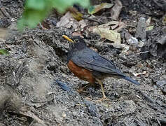 Black-breasted Thrush