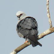 Mississippi Kite