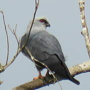 Mississippi Kite