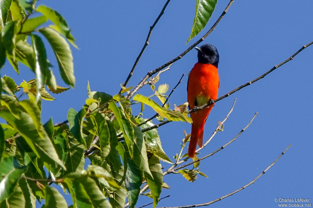 Short-billed Minivet male adult