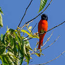 Minivet à bec court