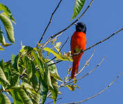 Minivet à bec court