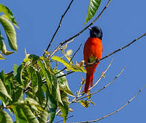 Short-billed Minivet