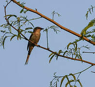 Swinhoe's Minivet