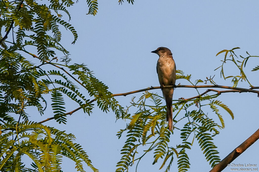 Minivet de Swinhoe