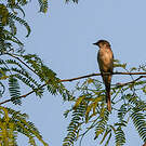 Minivet de Swinhoe
