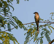 Minivet de Swinhoe