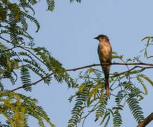 Swinhoe's Minivet