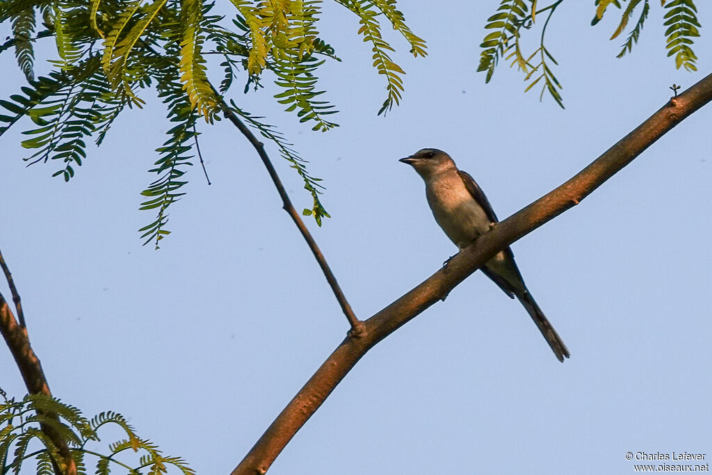 Minivet de Swinhoe