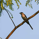 Minivet de Swinhoe