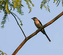 Swinhoe's Minivet