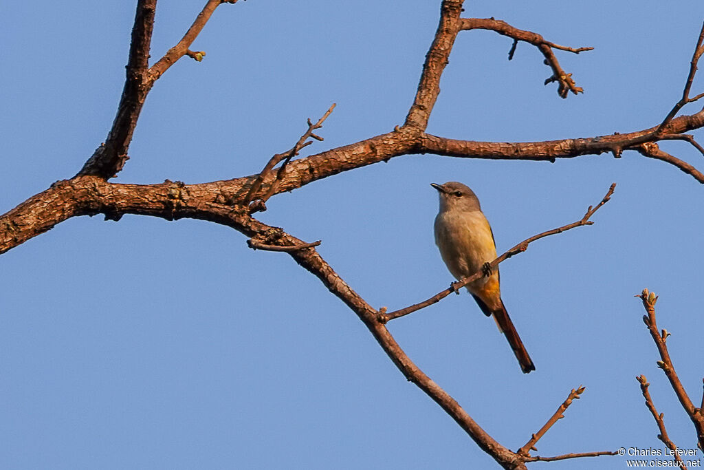 Minivet écarlate femelle