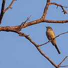 Minivet écarlate