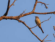 Scarlet Minivet