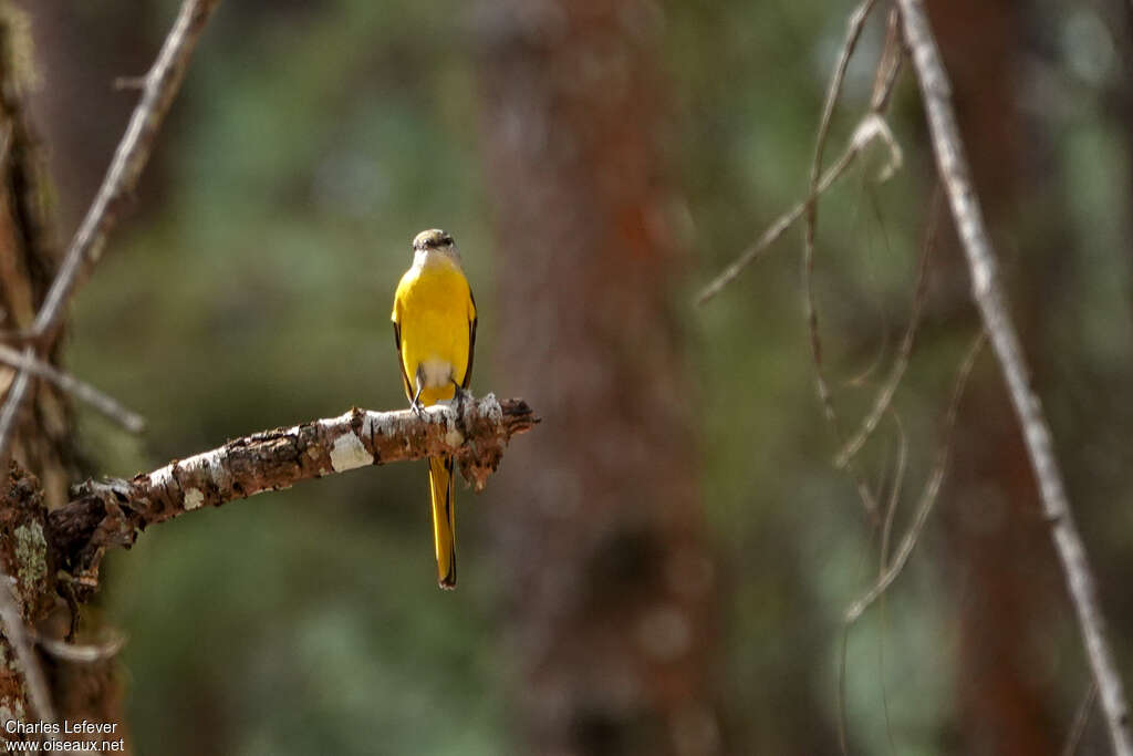 Minivet mandarin femelle adulte, pigmentation