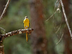 Grey-chinned Minivet