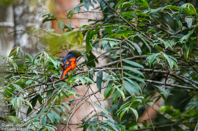 Minivet mandarin mâle adulte, habitat, pigmentation