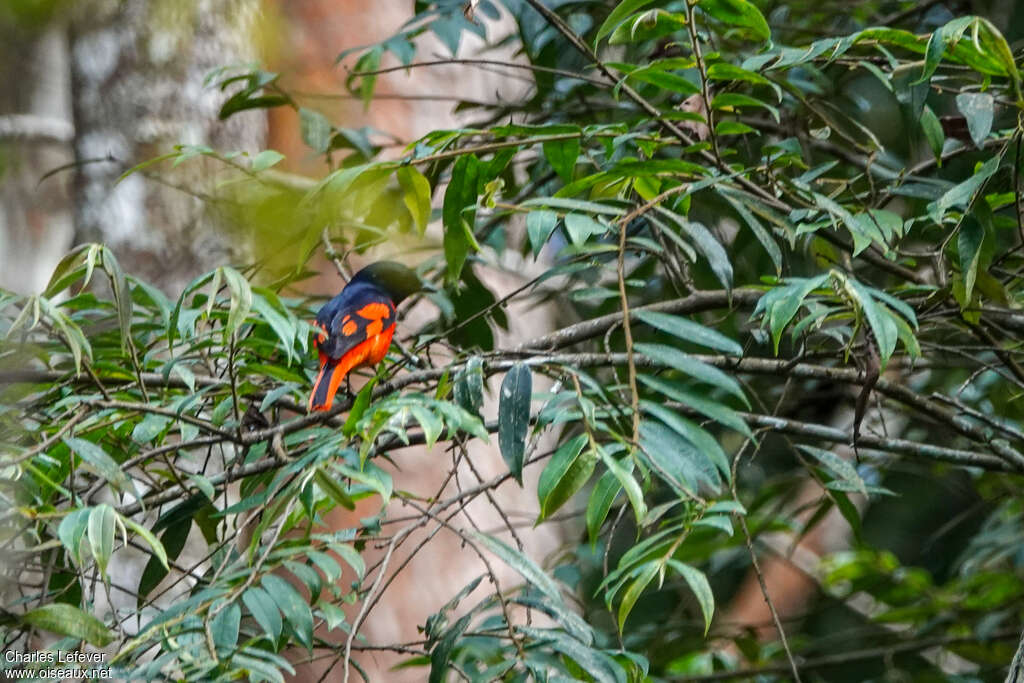 Grey-chinned Minivet male adult, habitat, pigmentation