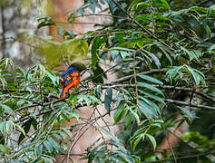 Minivet mandarin