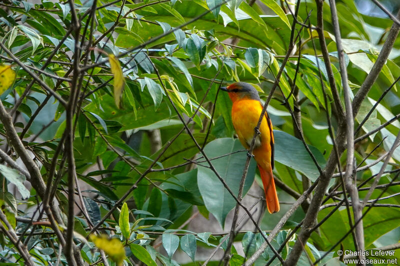 Long-tailed Minivet male First year