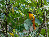 Minivet rouge