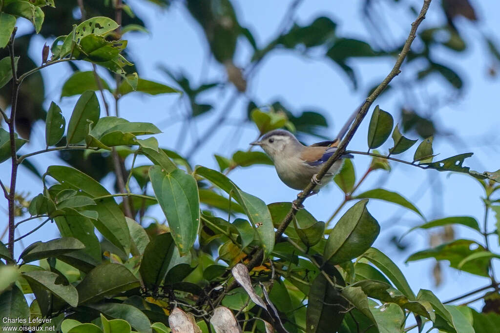 Blue-winged Minlaadult