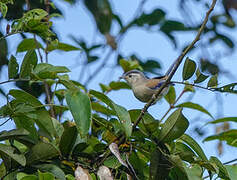 Blue-winged Minla