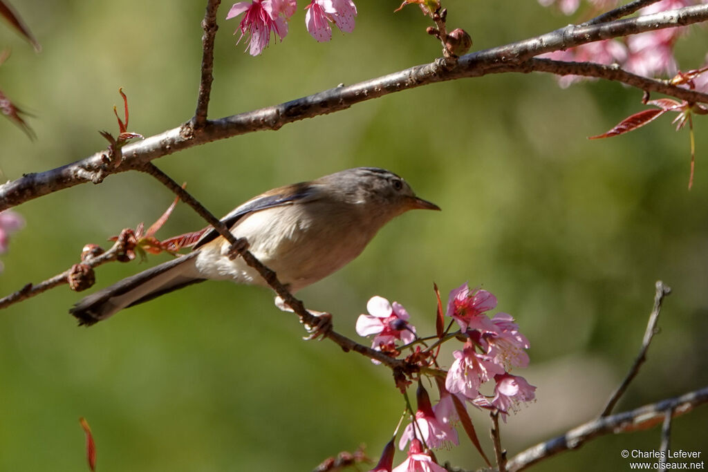 Blue-winged Minlaadult