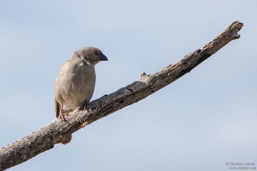 Moineau perroquet