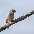 Moineau perroquet