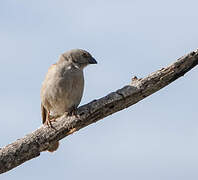 Parrot-billed Sparrow